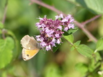 FZ006822 Gatekeeper butterfly (Maniola tithonius).jpg